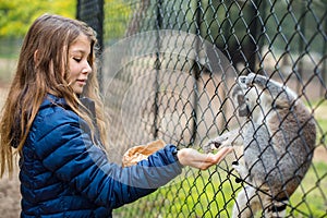 cute little girl feeding adorable lemur catta in a zoo