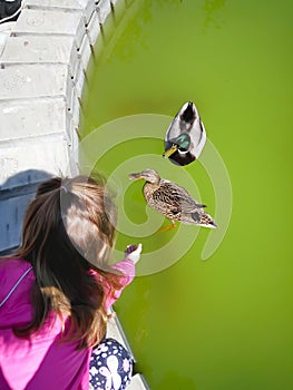 Cute little girl feeding ducks at park