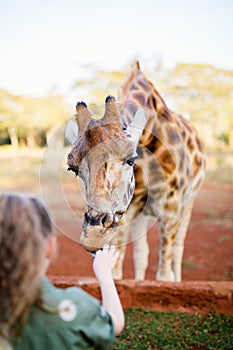 Little girl feeding giraffe in Africa