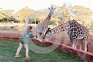 Cute little girl feeding giraffes