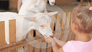 Cute little girl feeding a goat at farm.