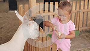 Cute little girl feeding a goat at farm.