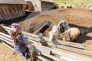 Cute little girl feeding sheep and goats on the farm.