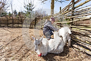 Cute little girl feeding sheep and goats on the farm.