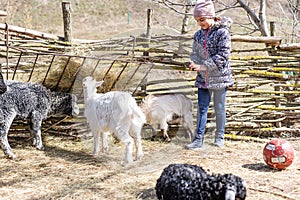 Cute little girl feeding sheep and goats on the farm.
