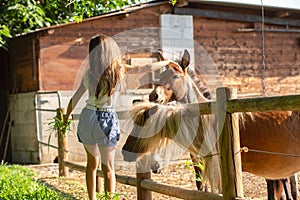 Cute little girl feeds donkeys in a farm. Green grass, summer, day