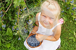 Cute little girl gathering blueberries
