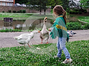 Cute little girl and geeses