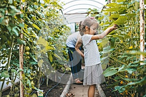 Little girl helping her grandfather to pick vegetables in a greenhouse
