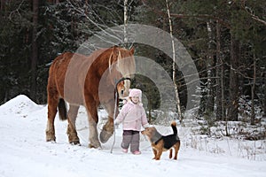 Cute little girl leading big draught horse in winter