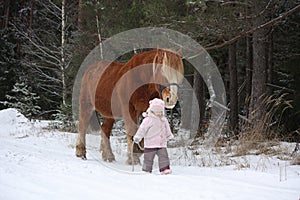 Cute little girl leading big draught horse in winter