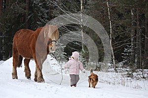 Cute little girl leading big draught horse in winter photo