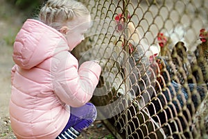 Cute little girl looking at farm chickens through metal fence