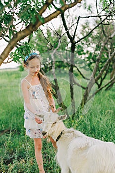 Cute little girl petting and feeding a goat. Child playing with a farm animal on sunny summer day