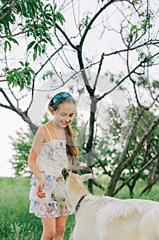 Cute little girl petting and feeding a goat. Child playing with a farm animal on sunny summer day