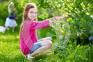 Cute little girl picking fresh berries on organic blueberry farm