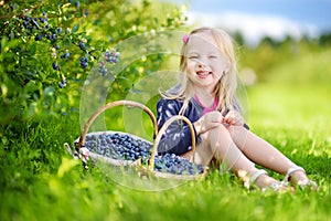 Cute little girl picking fresh berries on organic blueberry farm on warm summer day