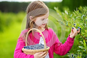Cute little girl picking fresh berries on organic blueberry farm on warm summer day