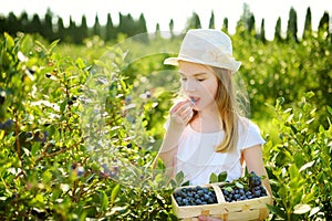 Cute little girl picking fresh berries on organic blueberry farm on warm and sunny summer day