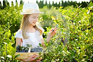 Cute little girl picking fresh berries on organic blueberry farm on warm and sunny summer day