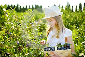 Cute little girl picking fresh berries on organic blueberry farm on warm and sunny summer day