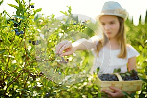Cute little girl picking fresh berries on organic blueberry farm on warm and sunny summer day