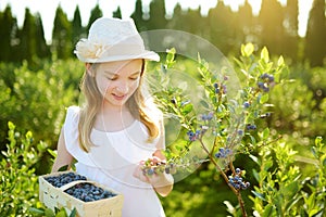 Cute little girl picking fresh berries on organic blueberry farm on warm and sunny summer day