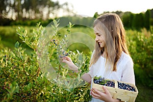 Cute little girl picking fresh berries on organic blueberry farm on warm and sunny summer day. Fresh healthy organic food for