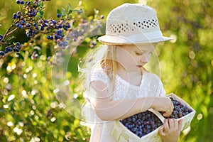 Cute little girl picking fresh berries on organic blueberry farm on warm and sunny summer day. Fresh healthy organic food for kids