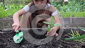 Cute little girl planting young tree in backyard vegetable garden.