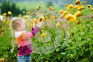 Cute little girl playing in blossoming dahlia field. Child picking fresh flowers in dahlia meadow on sunny summer day