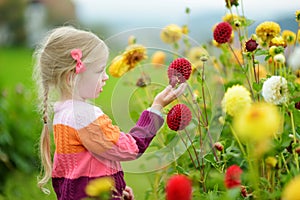 Cute little girl playing in blossoming dahlia field. Child picking fresh flowers in dahlia meadow on sunny summer day