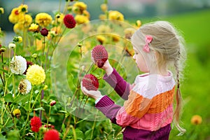 Cute little girl playing in blossoming dahlia field. Child picking fresh flowers in dahlia meadow on sunny summer day