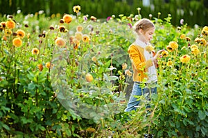 Cute little girl playing in blossoming dahlia field. Child picking fresh flowers in dahlia meadow on sunny summer day.