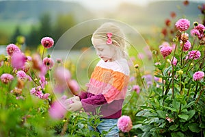 Cute little girl playing in blossoming dahlia field. Child picking fresh flowers in dahlia meadow on sunny summer day