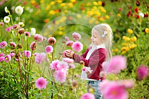 Cute little girl playing in blossoming dahlia field. Child picking fresh flowers in dahlia meadow on sunny summer day.