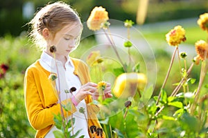 Cute little girl playing in blossoming dahlia field. Child picking fresh flowers in dahlia meadow on sunny summer day.