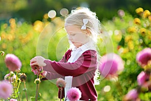 Cute little girl playing in blossoming dahlia field. Child picking fresh flowers in dahlia meadow on sunny summer day