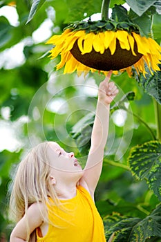 Cute little girl reaching to a sunflower