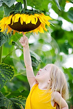 Cute little girl reaching to a sunflower