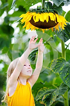 Cute little girl reaching to a sunflower