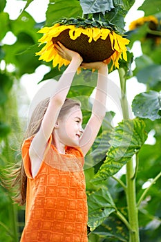 Cute little girl reaching to a sunflower