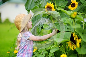 Cute little girl reaching to a sunflower in summer field