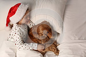 Cute little girl in Santa hat sleeping in bed near her English Cocker Spaniel, above view. Christmas celebration