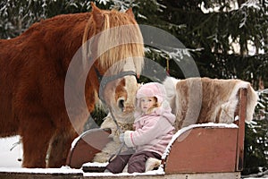 Cute little girl sitting in the sledges and big palomino draught