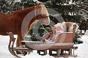 Cute little girl sitting in the sledges with puppy and big palomino draught horse