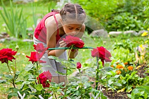 Cute little girl is smelling beautiful red roses in a summer garden