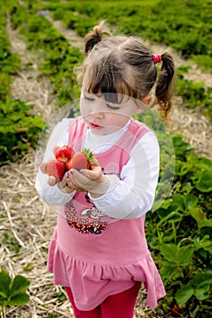 Cute little girl spooning strawberries in the garden in spring