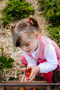 Cute little girl spooning strawberries in the garden in spring