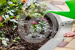 Cute little girl watering plants in the garden.